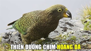 New Zealand - Vương Quốc Hoang Dã Của Các Loài Chim | Khám Phá Thế Giới Động Vật Hoang Dã