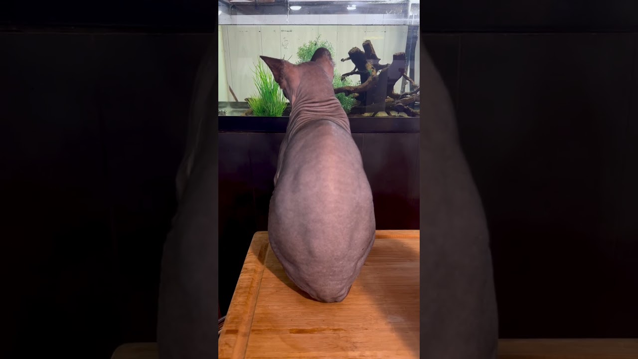 ВСЕГДА ЧТО-ТО ЗАМЫШЛЯЕТ! 