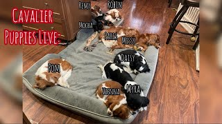 Cavalier Puppy Livestream: Cozy Cavaliers Love to Snuggle