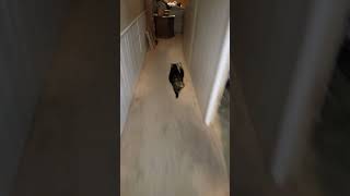 Cat's Unique Mouse Gift Startles Owner