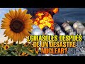 ¿Por qué plantan girasoles después de un desastre nuclear? ¡TODA LA EXPLICACIÓN!