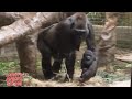 Baby jameela update with baby kunda  april 20th    gorillas