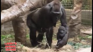 Baby Jameela #8.  with Baby Kunda  April 20th    #gorillas