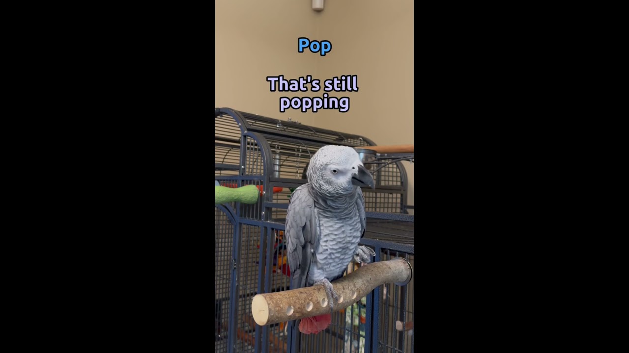 Giz Tried To Cheat And Use Siri But Came Through In The End Talkingparrot Talkingbirds Shorts