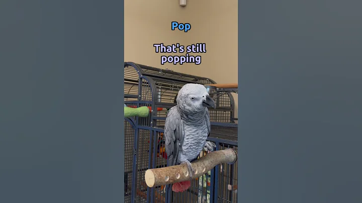 Giz tried to cheat and use Siri 😂 but came through in the end #talkingparrot #talkingbirds #shorts - DayDayNews