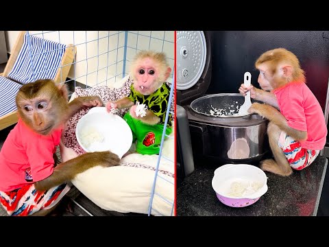 Monkey Kaka is smart and knows how to use a spoon to scoop rice