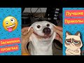 Я РЖАЛ ДО СЛЕЗ😂 40 Минут ОТБОРНЫХ ПРИКОЛОВ 2023 Смешные видео - Лучшие ПРИКОЛЫ #35