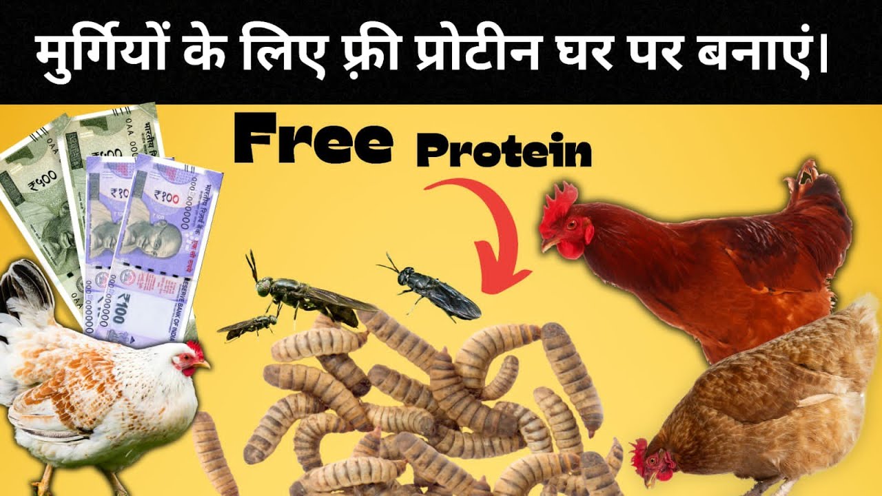 मुर्गियों के लिए फ़्री फीड/प्रोटीन/घर पर त्यार करे।/homemade fly larva for poultry/chicken.