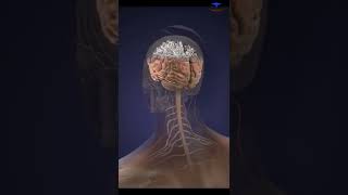 Neurologist Anatomy animation #human #Brain Resimi