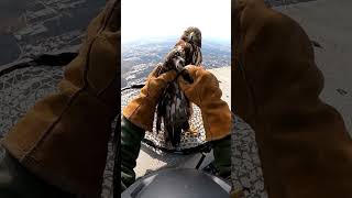 From My Hands to the Sky | Hawk Rescue POV