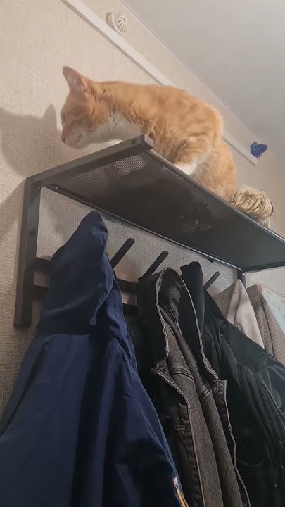 Ну такой ты человек с гнильцой 🤣 #юмор #cat #кот #котики #котик - YouTube