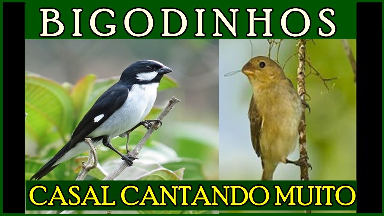 CANTO DO BIGODINHO MACHO X PIADO DE FÊMEA DUELANDO E FOGUEANDO SEUS PÁSSAROS FILHOTES E ADULTOS.