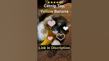 The Best Cat Toys: A Yellow Banana & a Catnip Toy #shorts