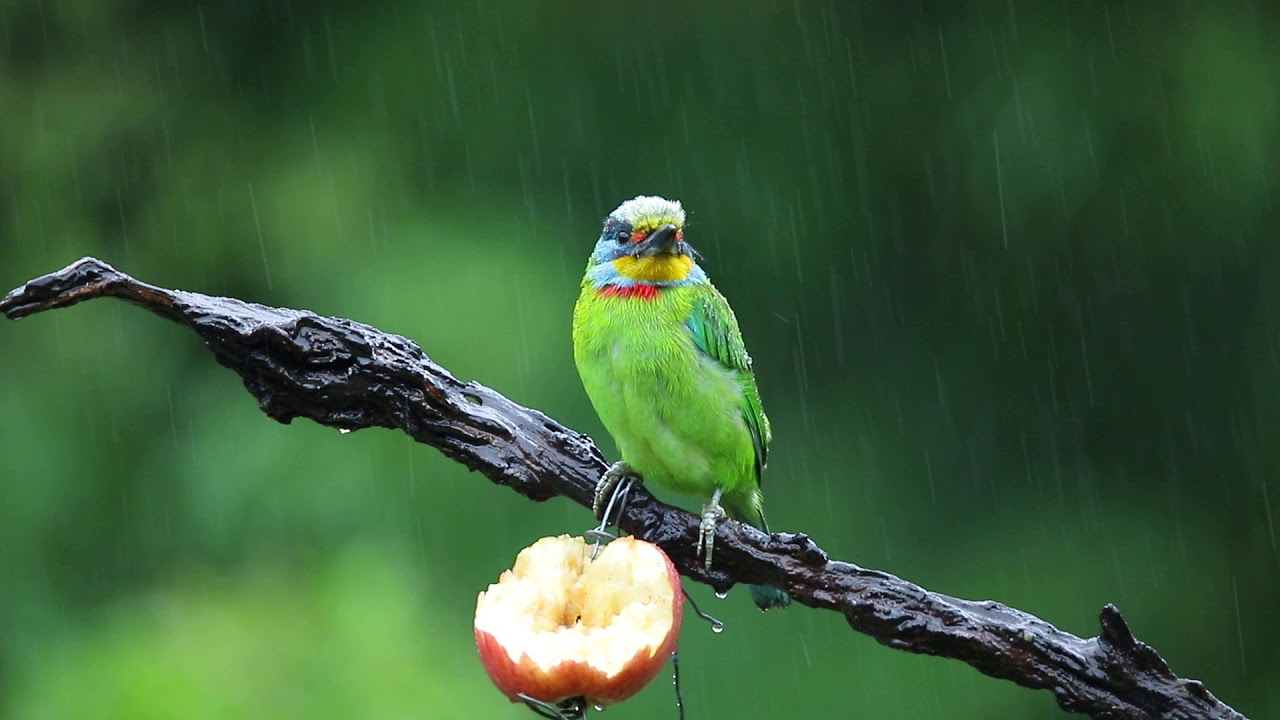 土城翠湖 雨中五色 Youtube 土城翠湖 雨中五色 Youtube