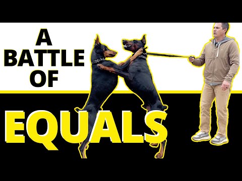Getting Two Dominant Alpha Males to Play Together, Impossible? Learn When & When Not to Correct.