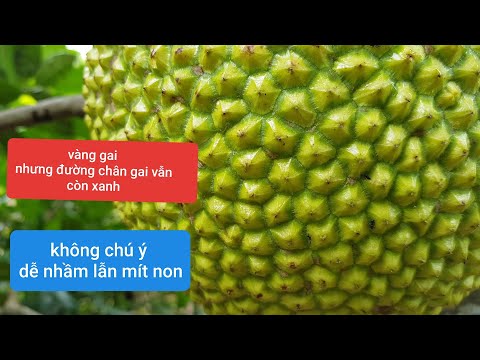 cách nhận biết mít già : phân biệt vàng non và bóng non. ( phần 2 ) 2023 Mới