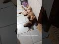 #HALF É UM AMOR SÓ DO SEU PAI 🐕‍🦺🥰❤️#half #caminhoparaumavidamelhor #pets #cãozinho #vidanaroça