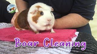 Really big guinea pig called Felix and boar cleaning at Cavy Central