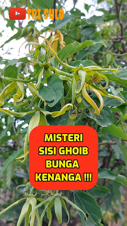 menanam bunga kenanga didepan rumah