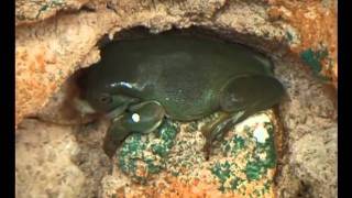 Silk Worms being fed to frogs