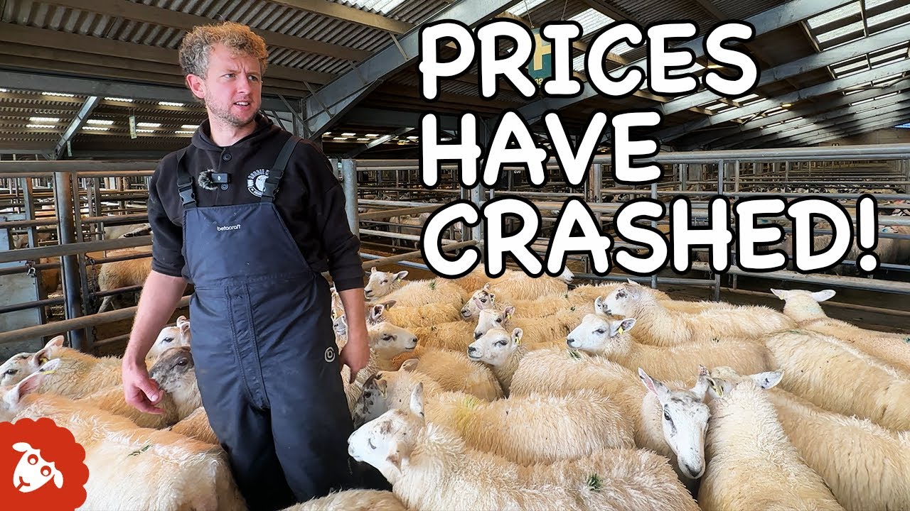 ФЕРМЕР отвозит 90 ЯГНЯТ на РЫНОК