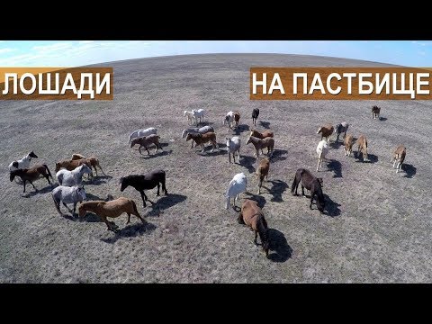 Разведение лошадей на мясо в КФХ Возмищевой В.И.