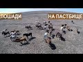 Разведение лошадей на мясо в КФХ Возмищевой В.И.