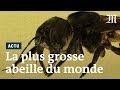 Cette abeille fait 4 fois la taille dune abeille  miel