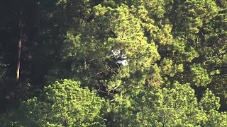 St. Pete Veterinarian killed in plane crash
