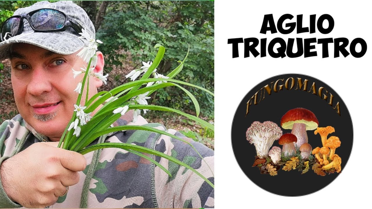 ЧЕРНОТ ТРИКЕТ