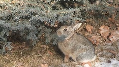 How bunny rabbits stay warm