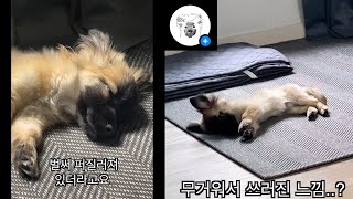 ⭐ 인스타 스타견 '못생긴 노을이' 릴스 모음집 ⭐ (미공개 영상 있음)