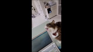 Cat Trying to Get Hold Of a Laptop Screen With Her Mouth
