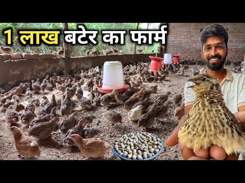 उत्तर भारत का सबसे बड़ा बटेर फार्म | Quail Farming | Quail Farming in India