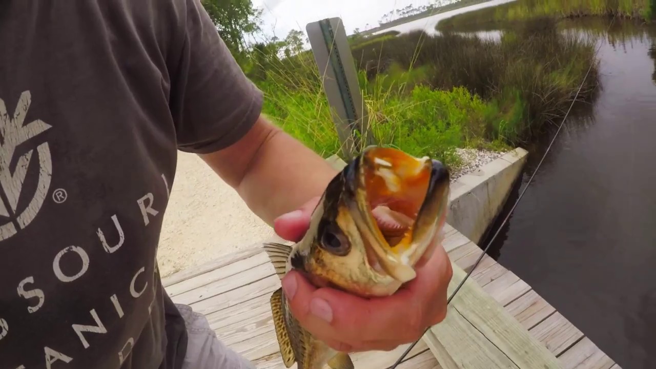 Tenkara Fishing Gulf Shores, AL Spotted Seatrout YouTube