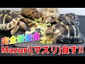 【完全栄養食】リクガメフード Mazuri(マズリ)食す！！ 注意点も！！