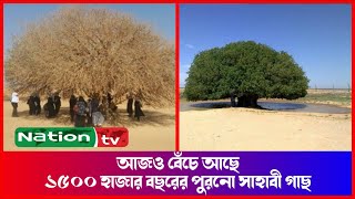 আজও বেঁচে আছে ১৫০০ বছরের পুরনো ঐতিহাসিক সাহাবী গাছ | Nation tv