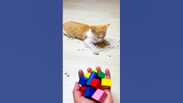 Cat Beads satisfying😻Reverse video #marbleandmore #cat #reverse #beads