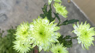 Chrysanthemum Collection  From My Terrace Garden