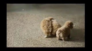 Toy Poodle Puppies For Sale