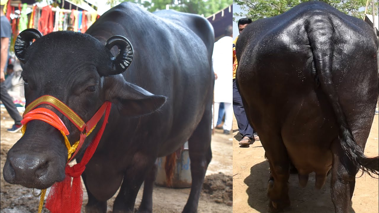 CATTLE MARKET OF PUNJAB I भारी दूध की मुर्रा भैंसें I MILKING CAPACITY 18 PER DAY TO 25 YouTube