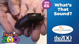 19 Animal Sounds ASL