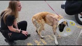 Dog with gunshot wounds on road to recovery | BC SPCA by BC SPCA (BCSPCA Official Page) 469 views 1 year ago 18 seconds