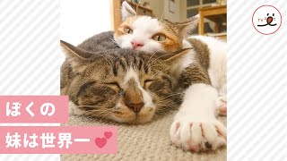 世界で一番かわいい妹💖 妹大好きな兄とツンデレな妹の愛にあふれる日々😍✨【PECO TV】