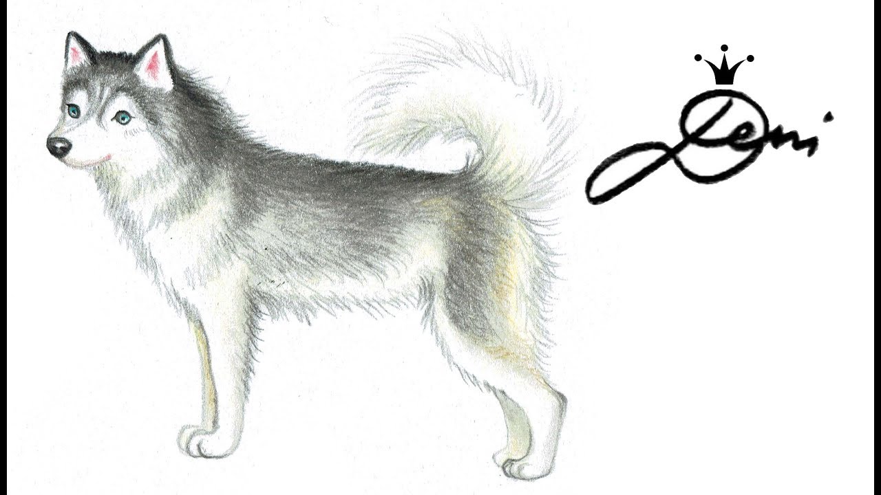 Husky Hund Zeichnen Lernen How To Draw A Husky Dog как се рисува куче хъски