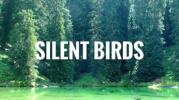 Quiet Sound | soft Bird Songs | silent ambience in the morning | for studying & relaxing