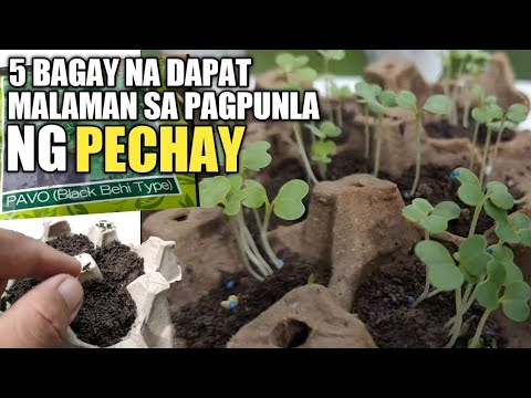 Video: Pagsisimula ng Binhi Sa Zone 3 - Impormasyon Sa Mga Oras ng Pagtatanim ng Punla Para sa Zone 3 Gardens