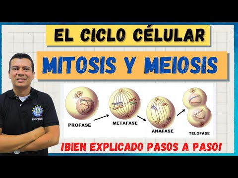 Video: ¿Se produjeron mitosis y meiosis?