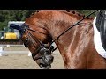 Equine images with crispin johannessen part 4 farewell falsterbo