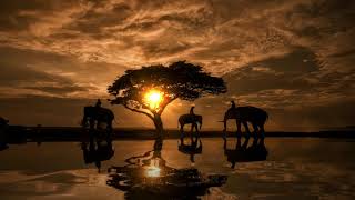 live wallpaper free , Sunset reflection tree sky elephant , lake Hd 4k